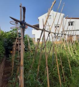 El Huerto del Canelo