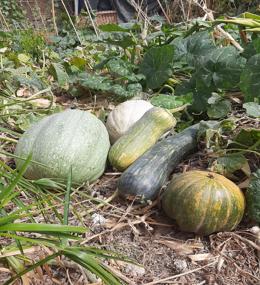 Las Calabazas del Canelo